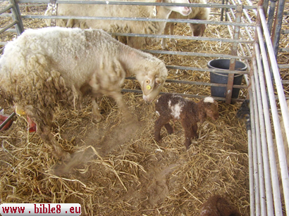 Schaffen-Züchtung in heutigem Israel (Negev)